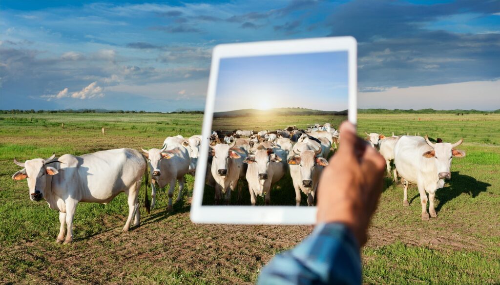 Produtor rural utilizando tablet com informações digitais enquanto bois pastam ao fundo, representando o uso do marketing digital na pecuária de corte.